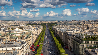 Do Trees Really Help Clean the Air in Our Cities?